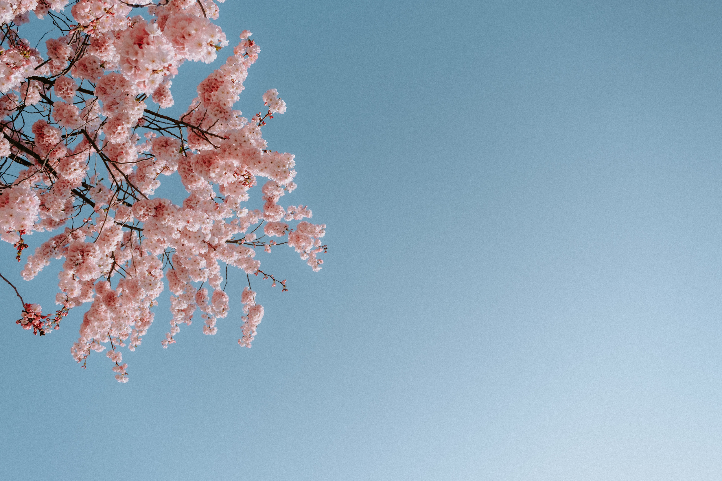 Pink Blossoming Tree and Blue Sky